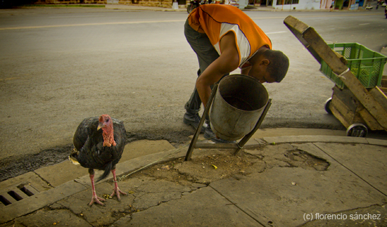 pavo_porpocotiempo